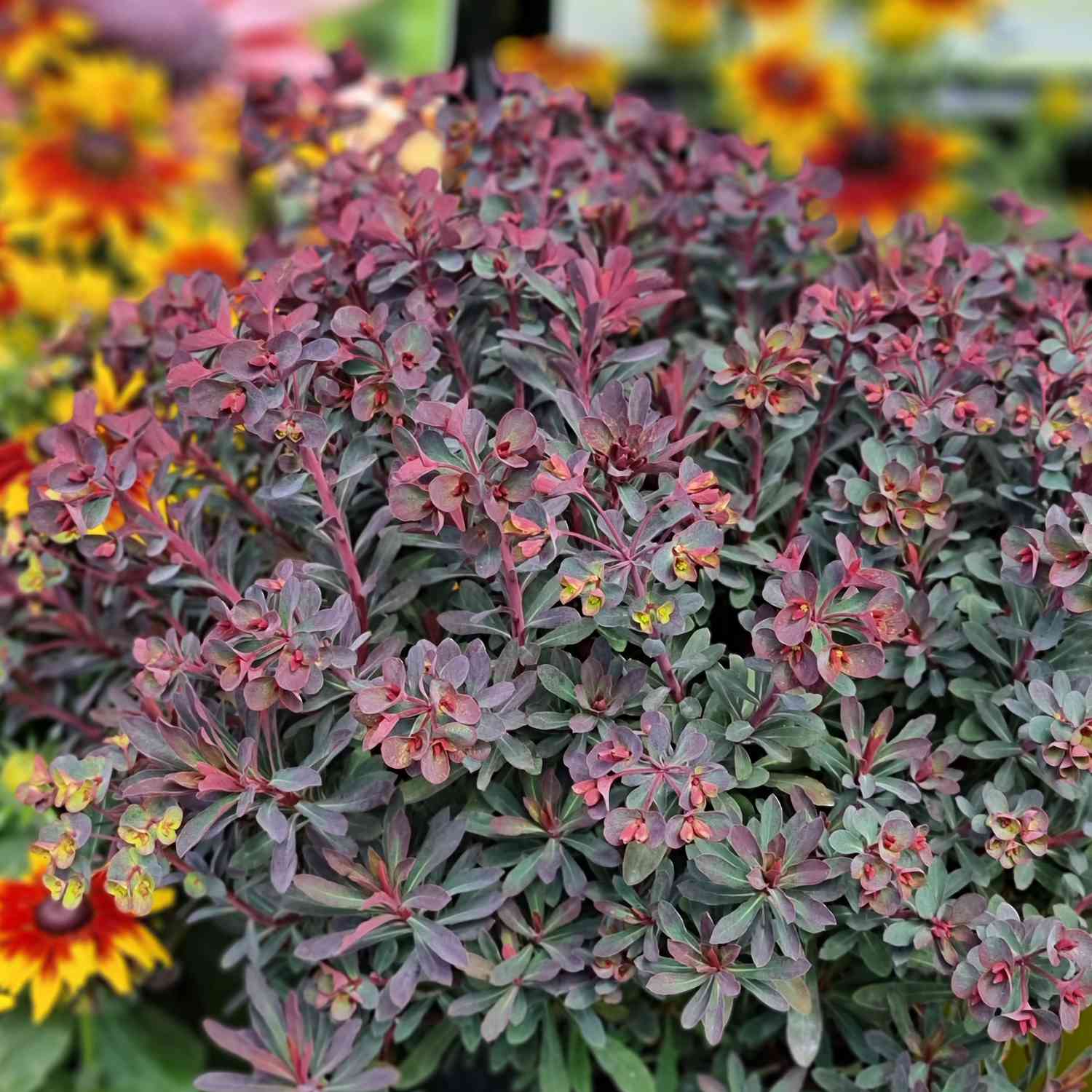 Wolfsmilch 'Miners Merlot' Wolfsmilch 'Miners Merlot'