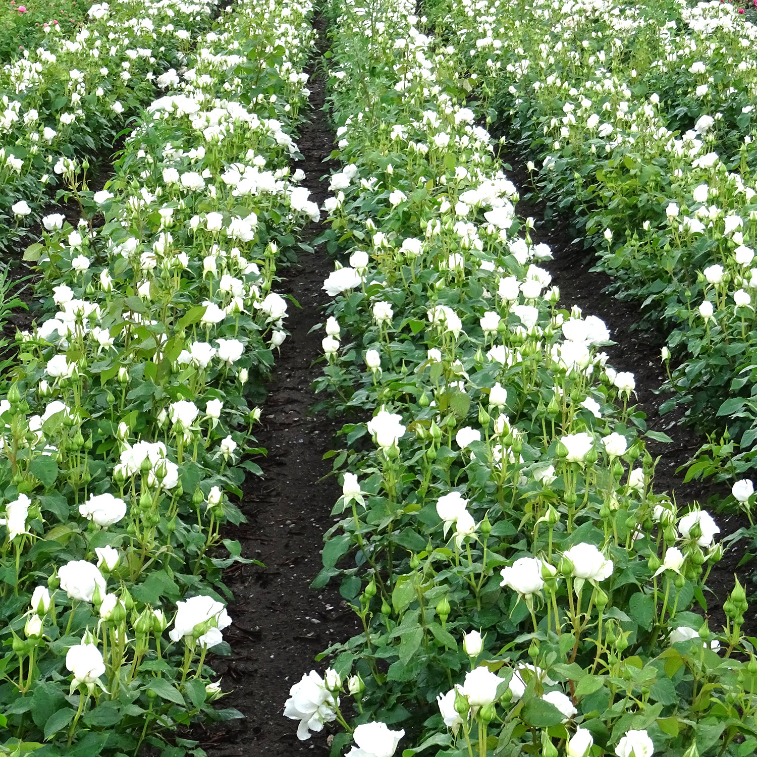 Edelrose 'Annapurna®' 5 Liter Topf Lieferform: Im 5 Liter Topf