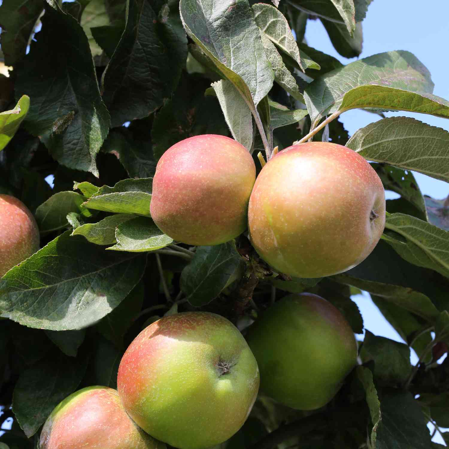 Herbstapfel 'Holsteiner Cox' Herbstapfel 'Holsteiner Cox'