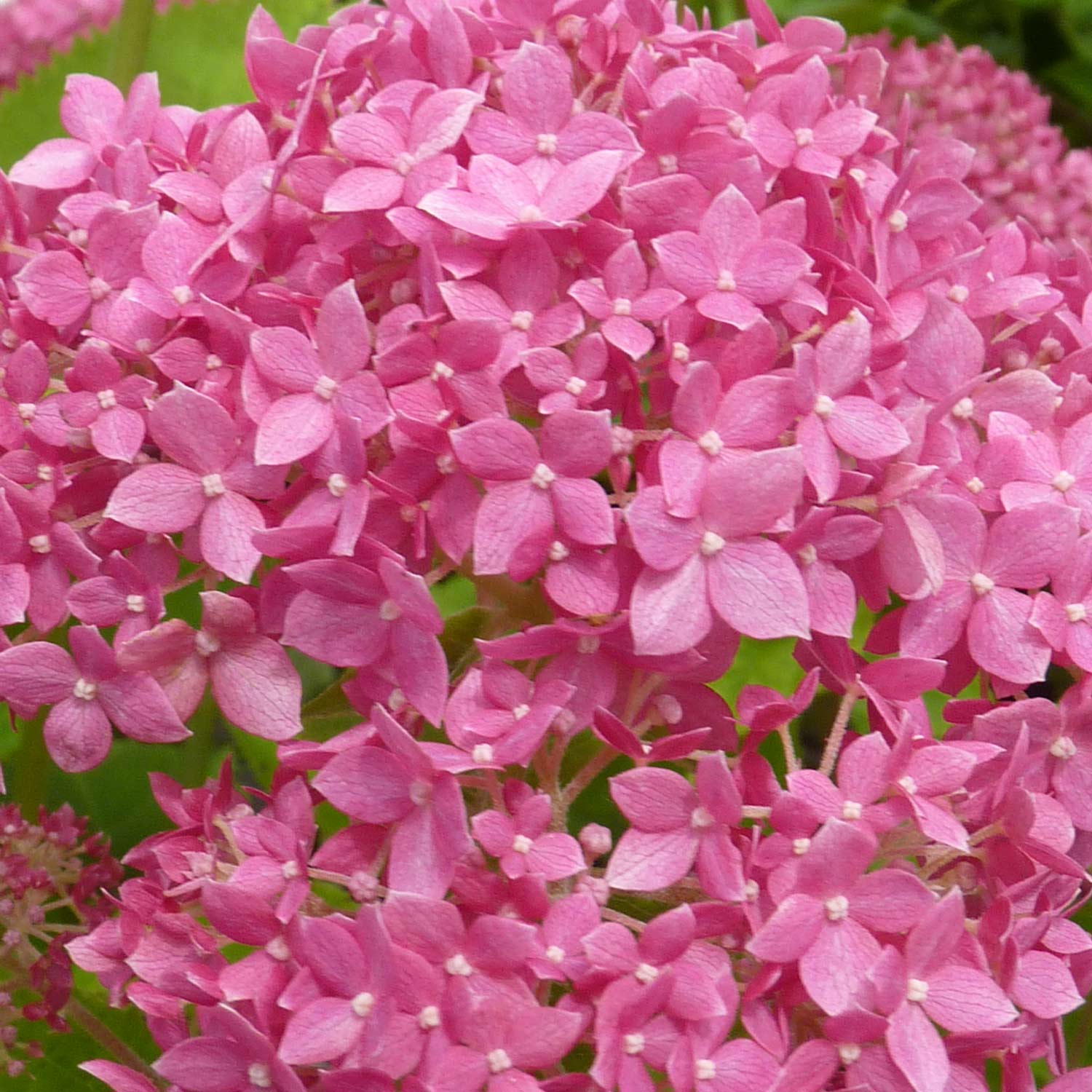 Ballhortensie 'Bella Ragazza® Blanchette' Ballhortensie 'Bella Ragazza® Blanchette'