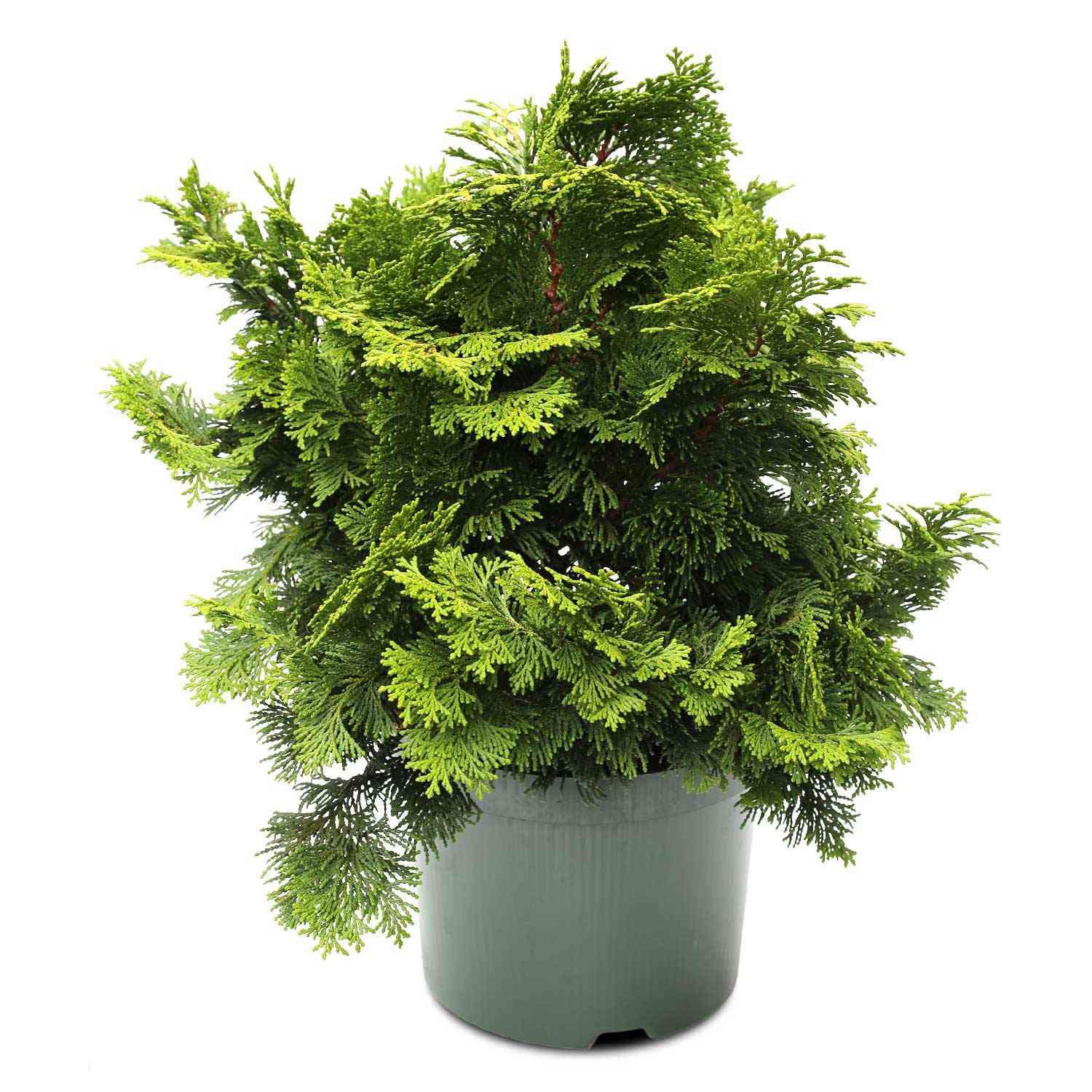 Gelbe Zwerg-Muschelzypresse 'Nana Gracilis Aurea' Gelbe Zwerg-Muschelzypresse 'Nana Gracilis Aurea'