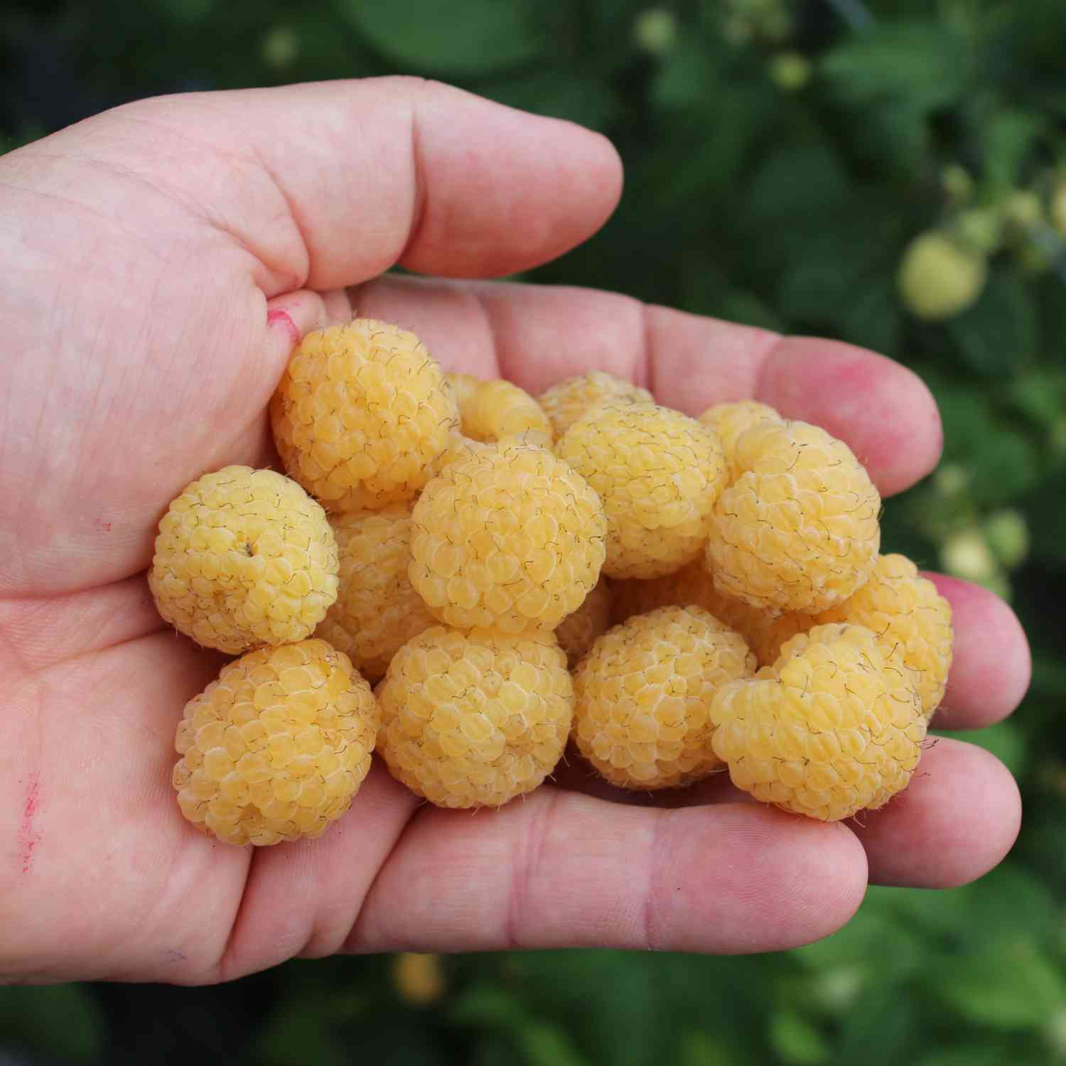 Zwerg-Herbsthimbeere Lowberry® 'Goodasgold®'