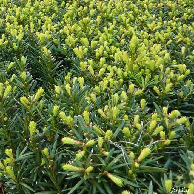 Kategorie <b>Hecken </b> - Europäische Eibe C3-5 60 - 80 cm Liefergröße: 60 - 80 cm - Taxus baccata