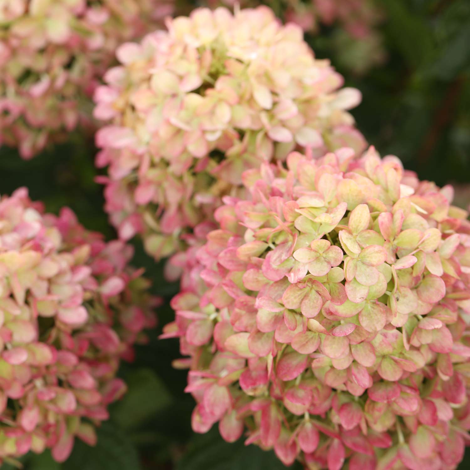 Zwerg-Rispenhortensie 'Little Lime Punch'® Zwerg-Rispenhortensie 'Little Lime Punch'®