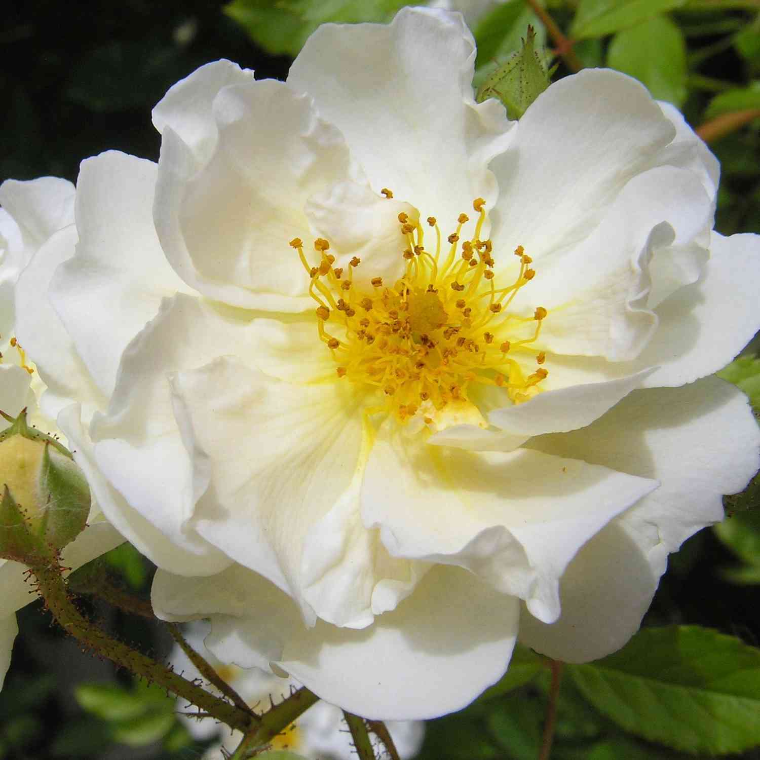 Bodendeckerrose 'Diamant®' - ADR-Rose