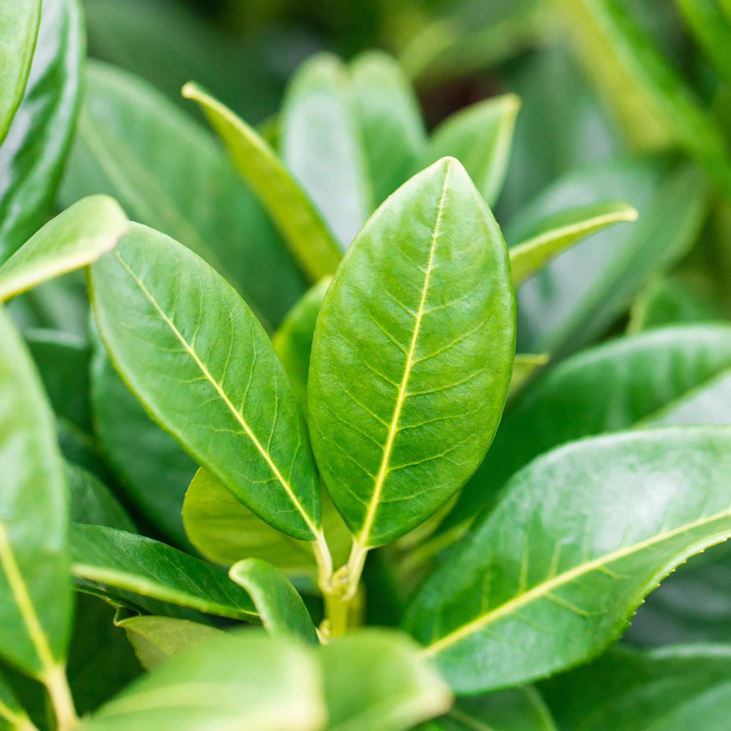 Kirschlorbeer 'Green Torch®' C5 60-80 Liefergröße: 60 - 80 cm