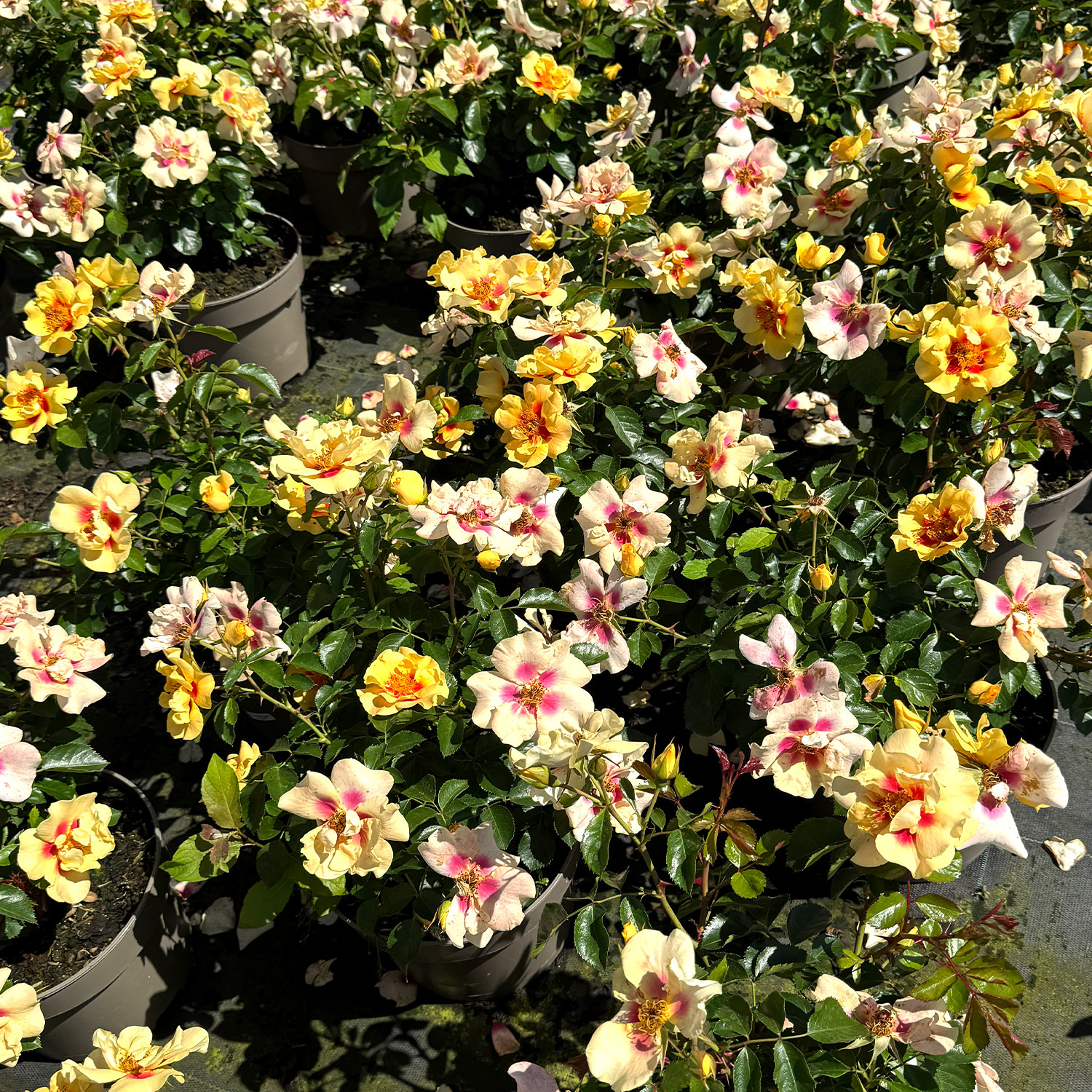 Persische Rose 'Eye of the Tiger®'
