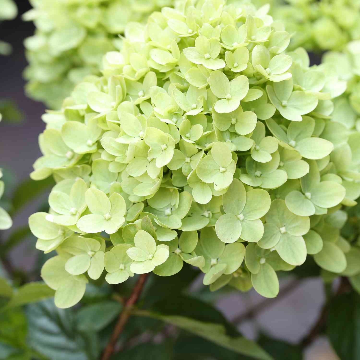 Zwerg-Rispenhortensie 'Little Lime'®