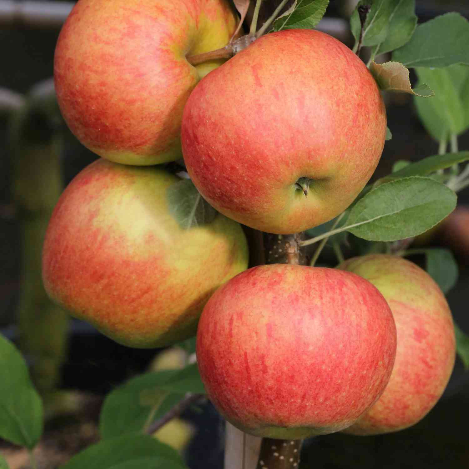 Apfel 'Elstar®'