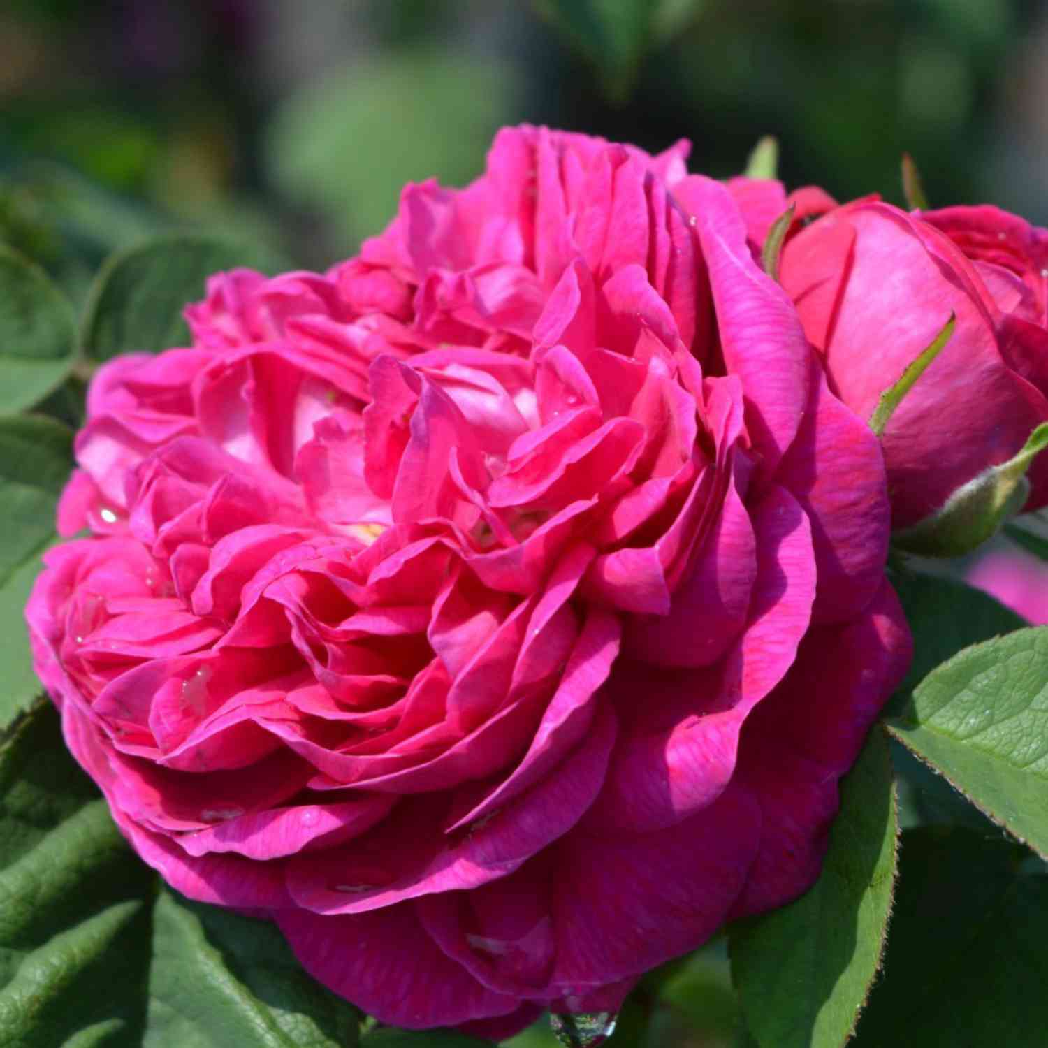Historische Strauchrose 'Rose de Resht®' Historische Strauchrose 'Rose de Resht®'