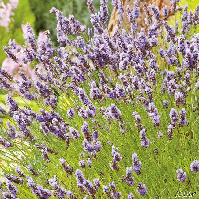 Essbarer - Lavendel 'Grosso' Lieferform: Im Topf