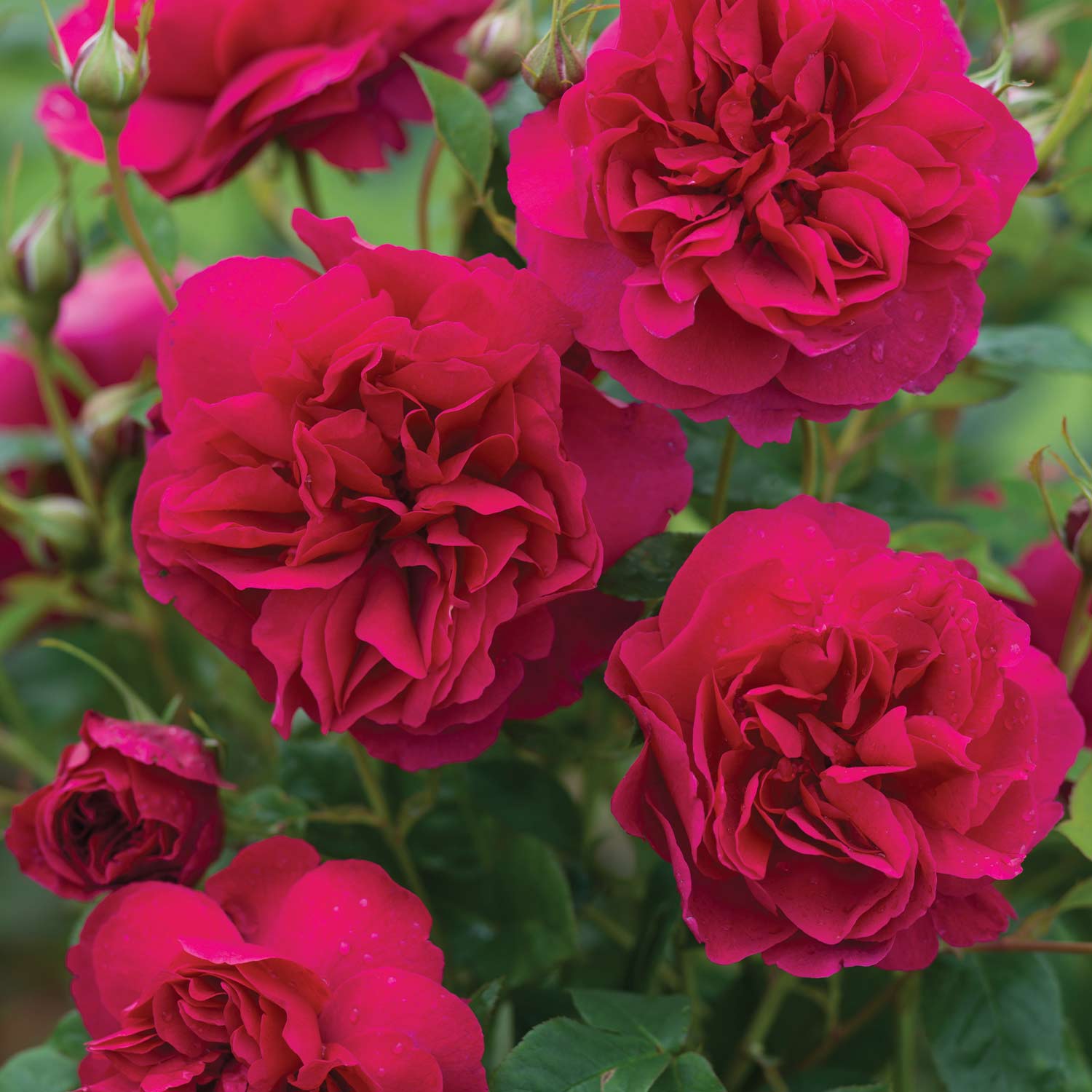 David Austin-Rose 'Thomas à Becket ®', 5 Liter, A-Qualität, 3 starke Triebe Liefergröße: drei starke Triebe