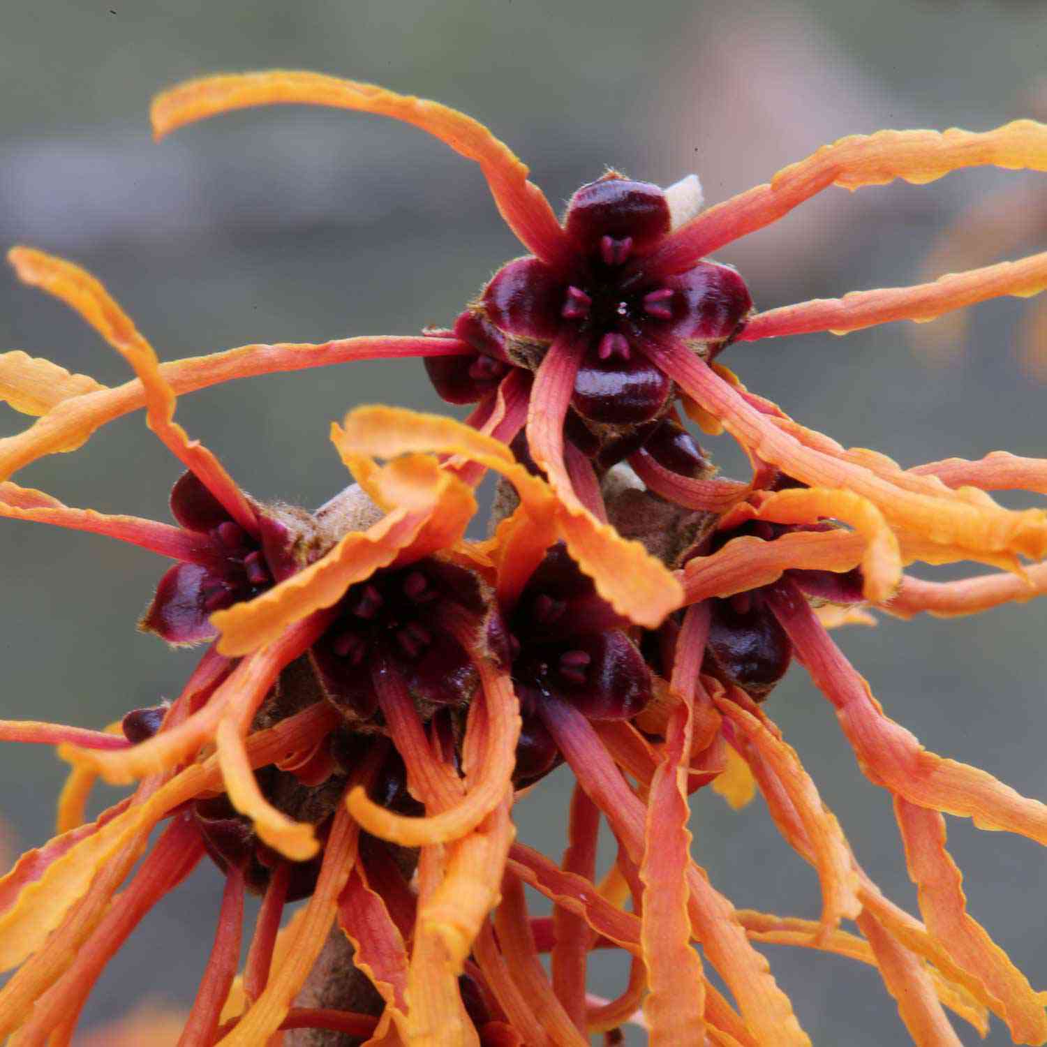 Zaubernuss 'Jelena'
