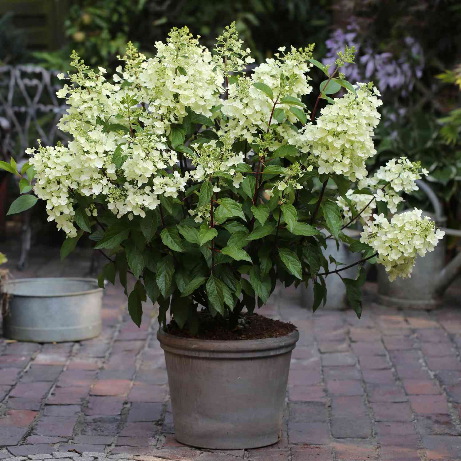 Rispenhortensie 'Pinky Winky®' Rispenhortensie 'Pinky Winky®'