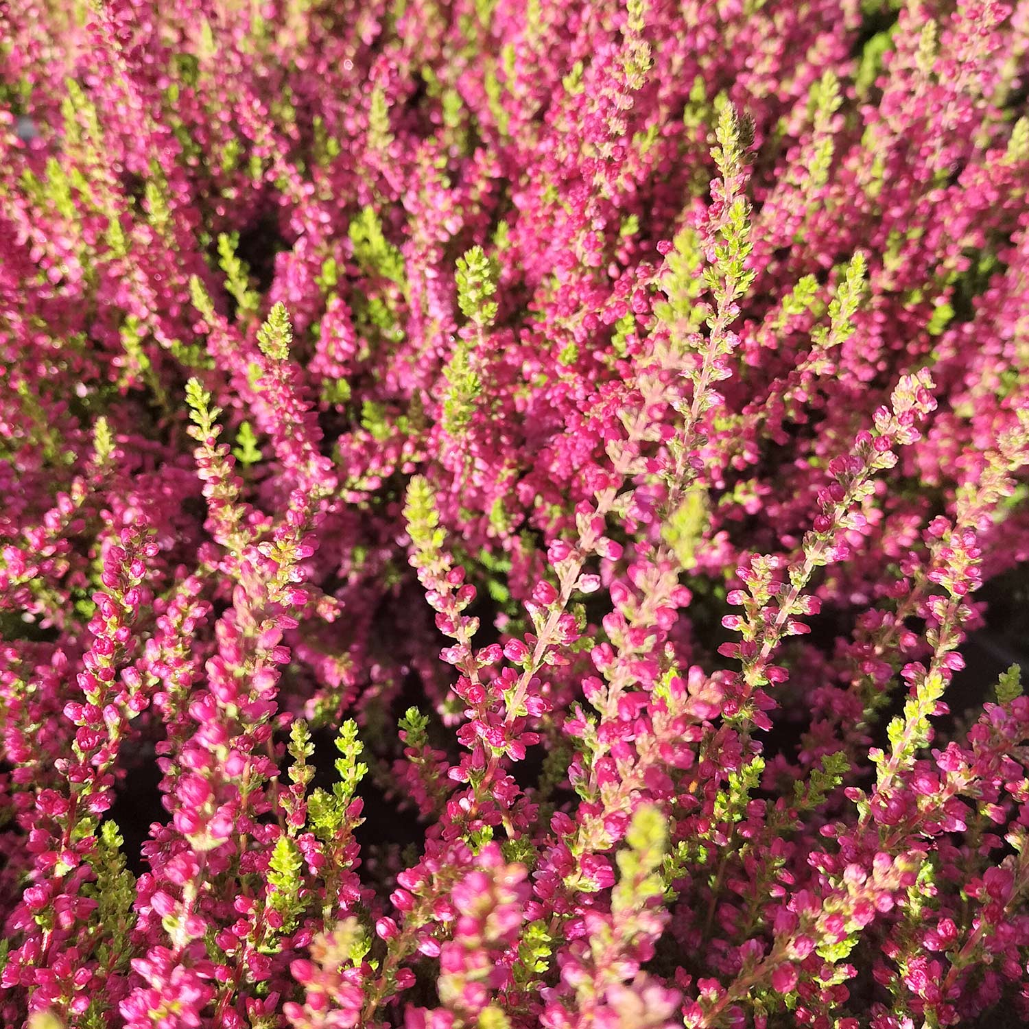 Sommerheide 'Dark Beauty®' Liefergröße: 10-15 cm