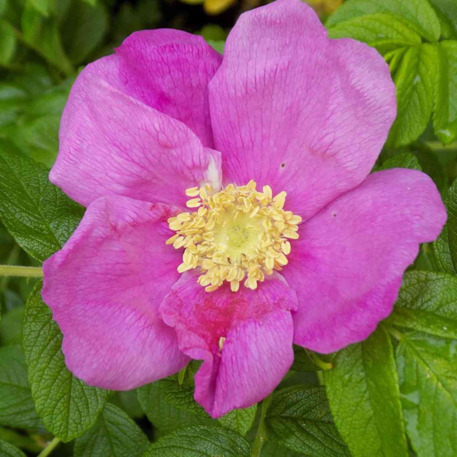 Hagebutte / Syltrose / Apfelrose