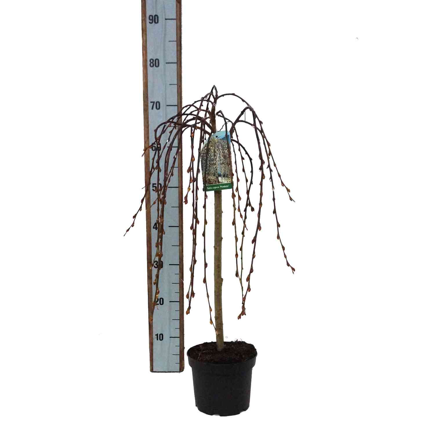 Hängende Kätzchenweide 'Pendula'