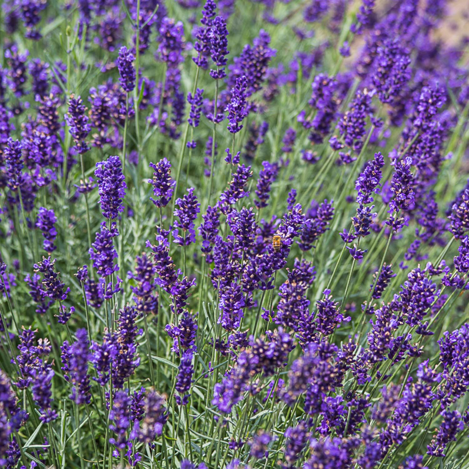 Lavendel 'Imperial Gem' Lieferform: Im 9 cm Topf
