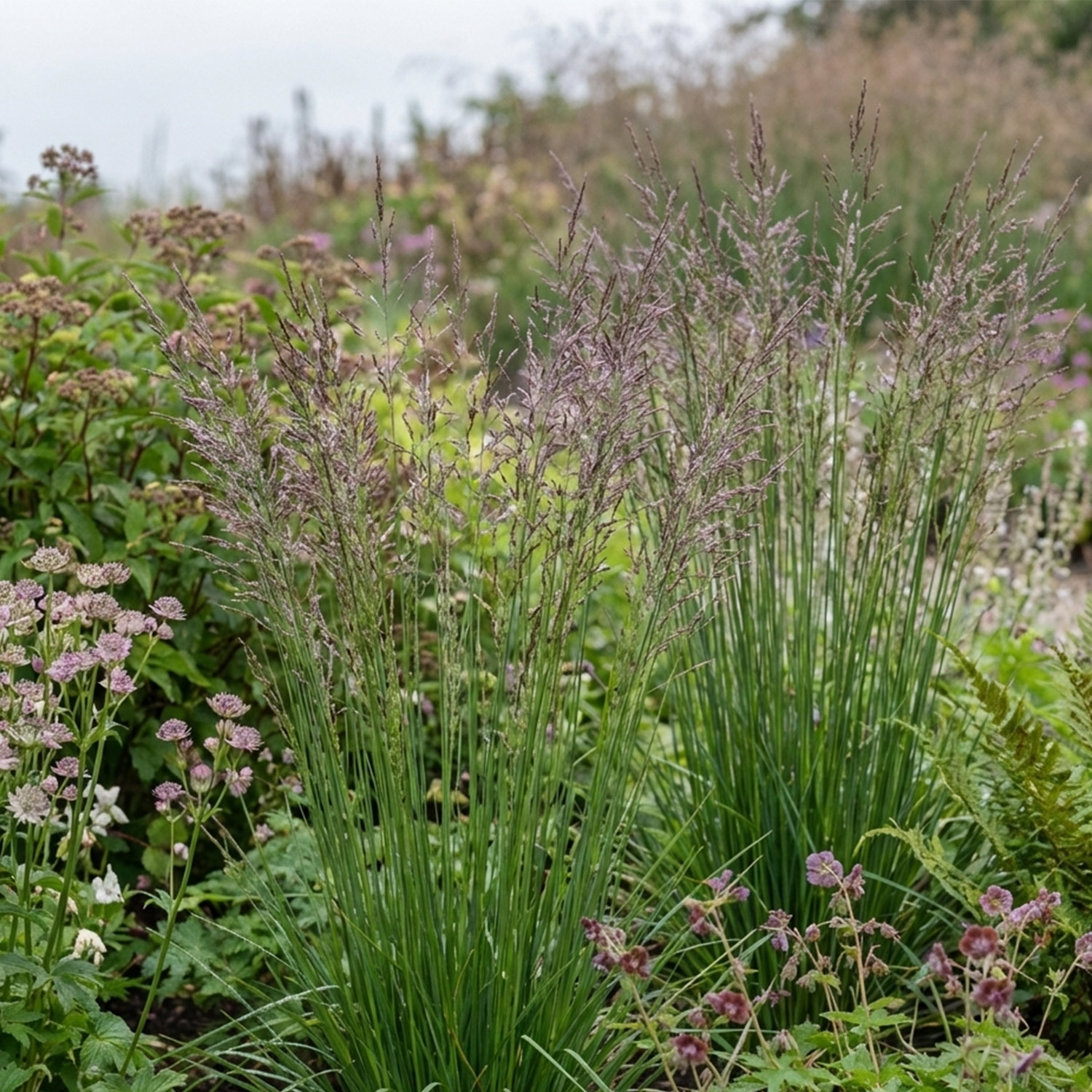 Kategorie <b>Stauden </b> - Kleines Pfeifengras 'Moorflamme' Lieferform: Im 9 cm Topf - Molinia caerulea 'Moorflamme'