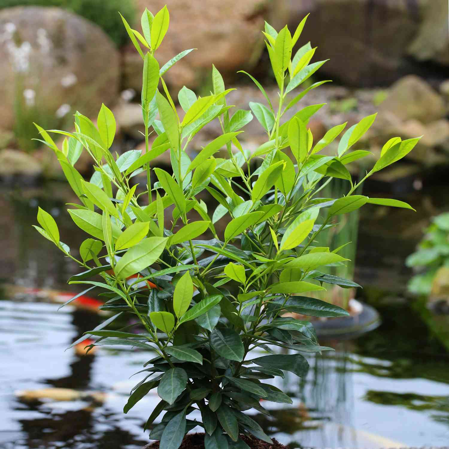 Kirschlorbeer 'Herbergii' Kirschlorbeer 'Herbergii'