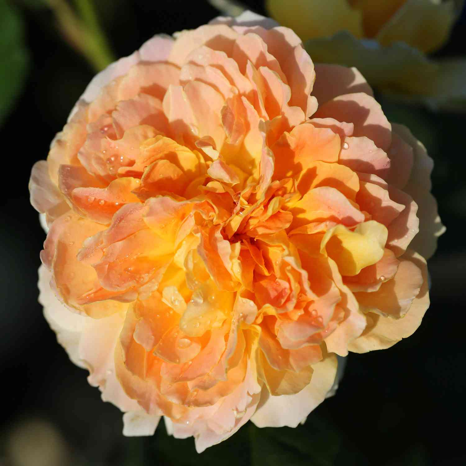 David Austin-Rose 'Molineux®' - AGM-Rose