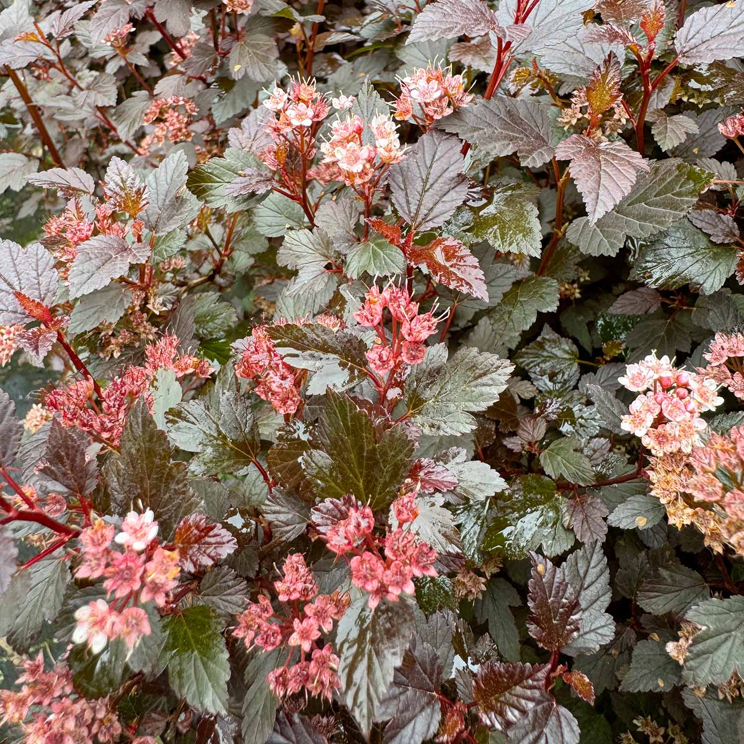 Fasanenspiere 'Little Joker®'