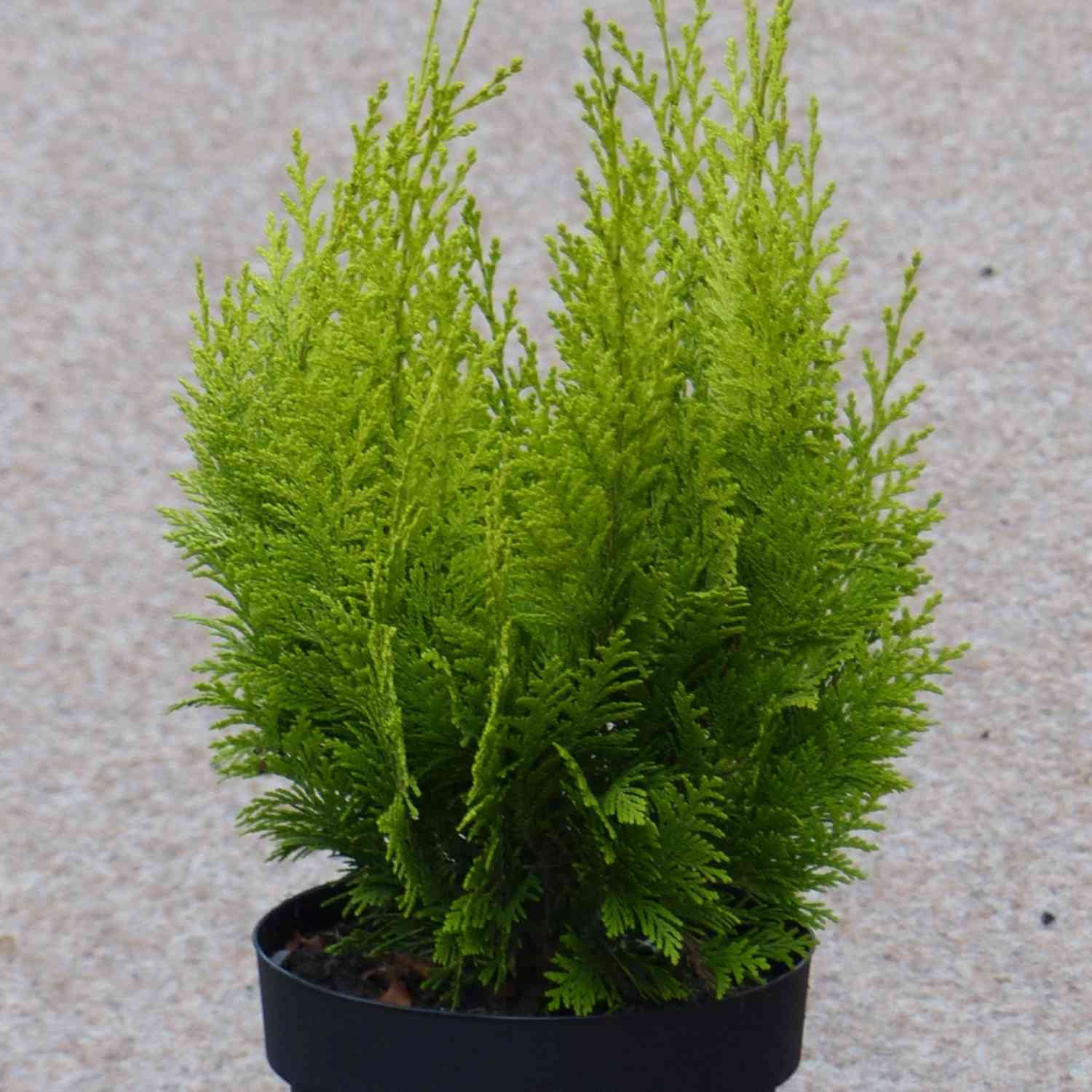 Goldgelbe GartenSäulenzypresse 'Ivonne' Goldgelbe GartenSäulenzypresse 'Ivonne'