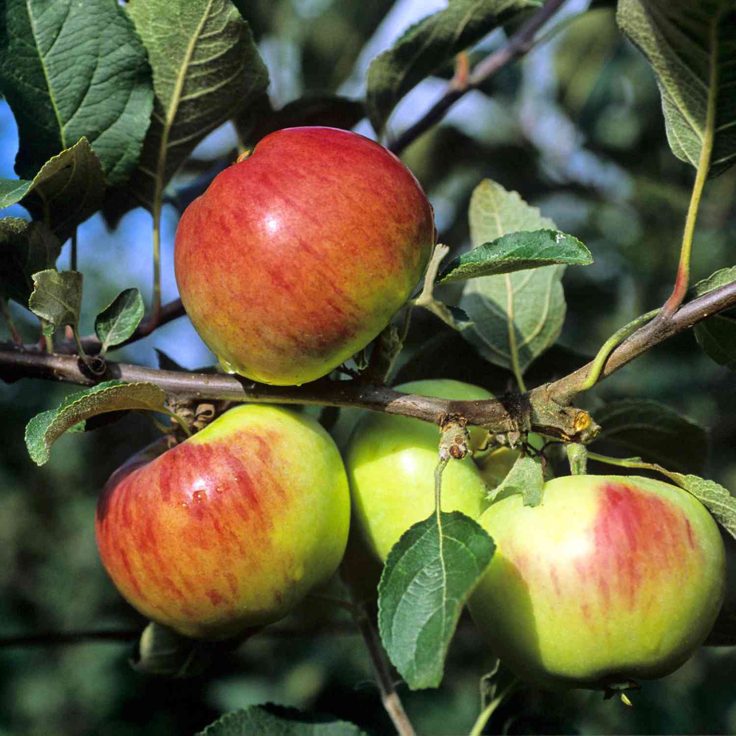 Apfel 'Roter Gravensteiner'