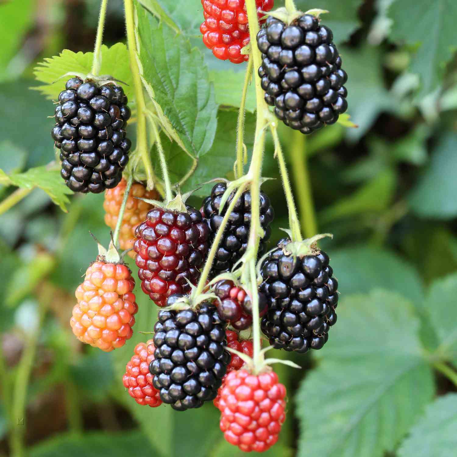 Brombeere 'Loch Ness®' (dornenlos)