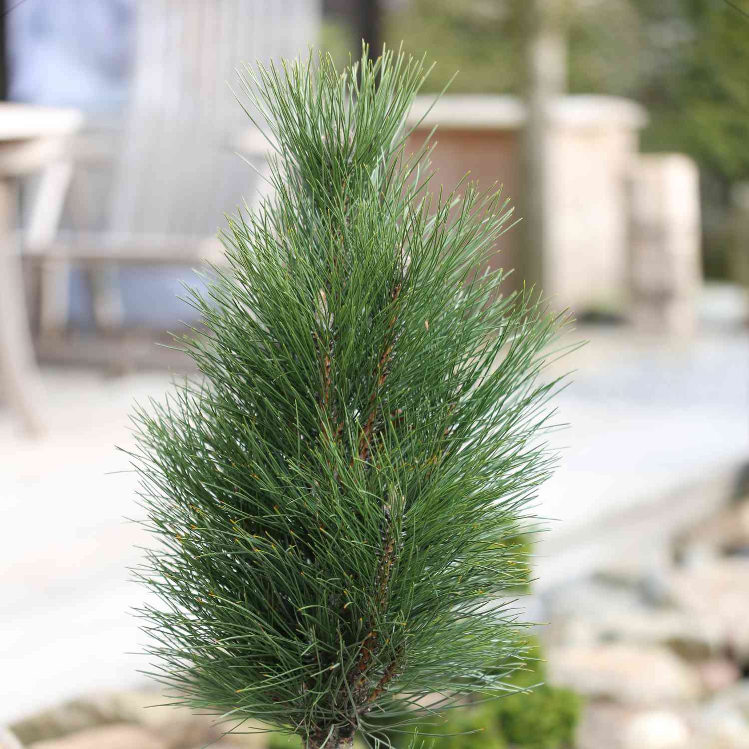 Säulenschwarzkiefer 'Green Tower'