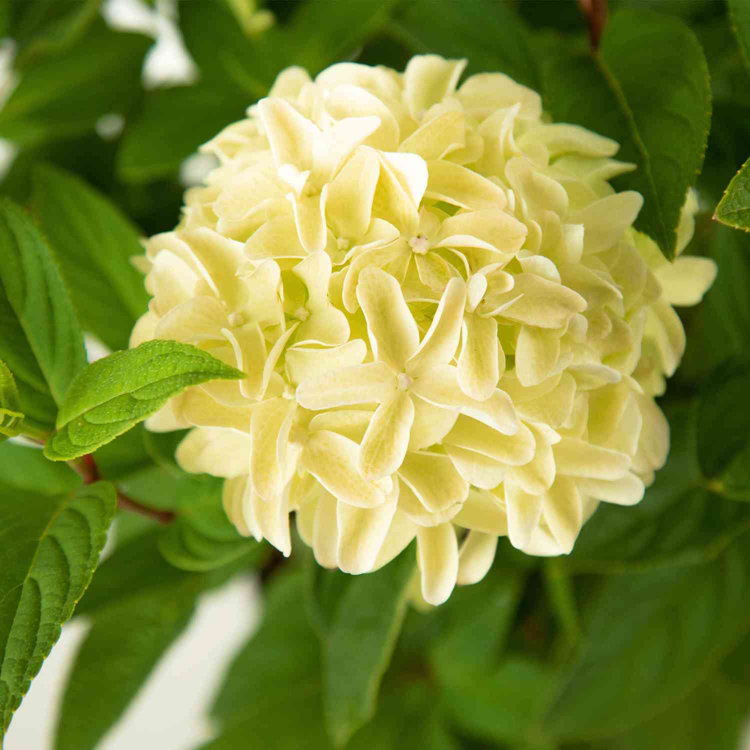 Rispenhortensie 'Magical Candle'