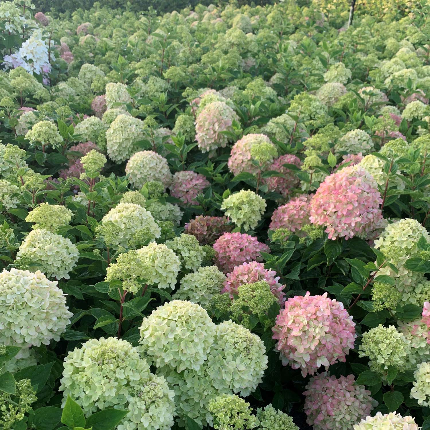 Zwerg-Rispenhortensie 'Little Lime Punch'® Zwerg-Rispenhortensie 'Little Lime Punch'®