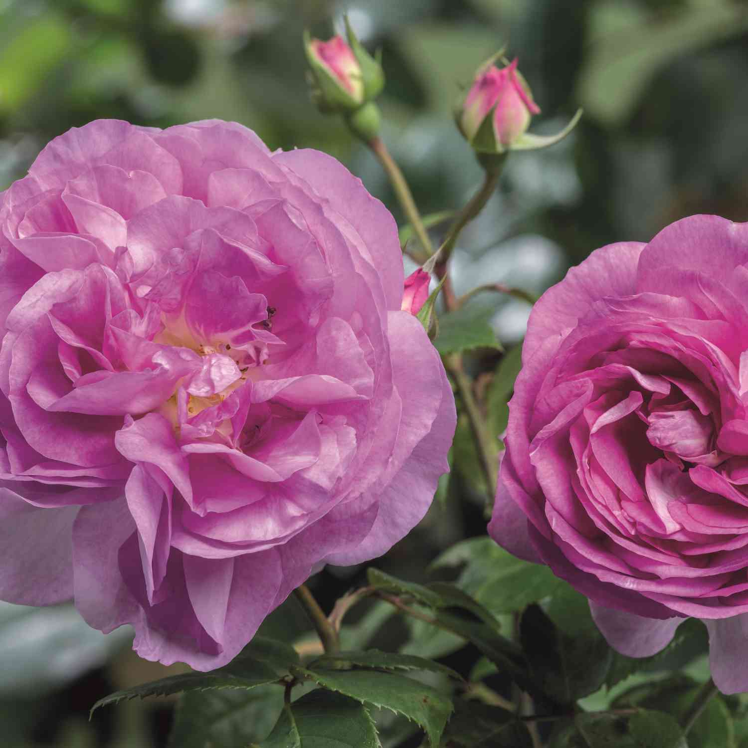 Strauchrose 'Saphir'