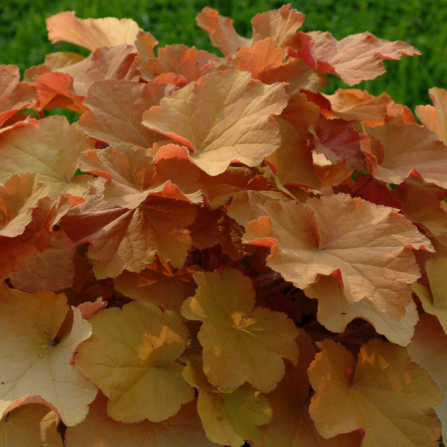 Purpurglöckchen 'Caramel®' Lieferform: Im 9 cm Topf