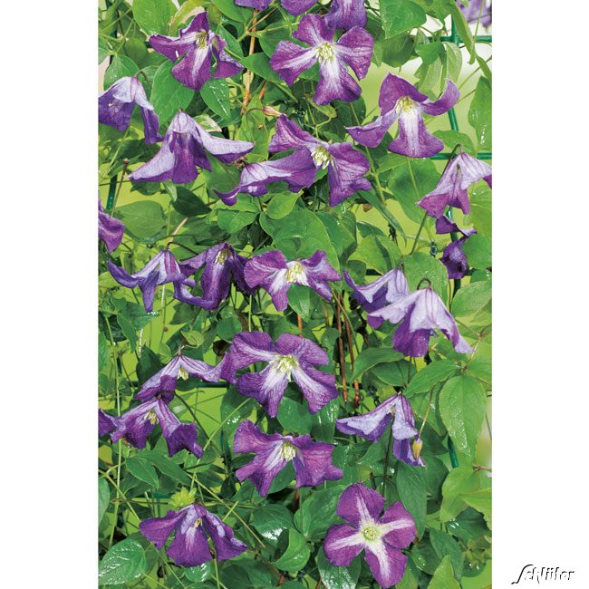 Italienische Waldrebe Liefergröße: 40 - 60 cm