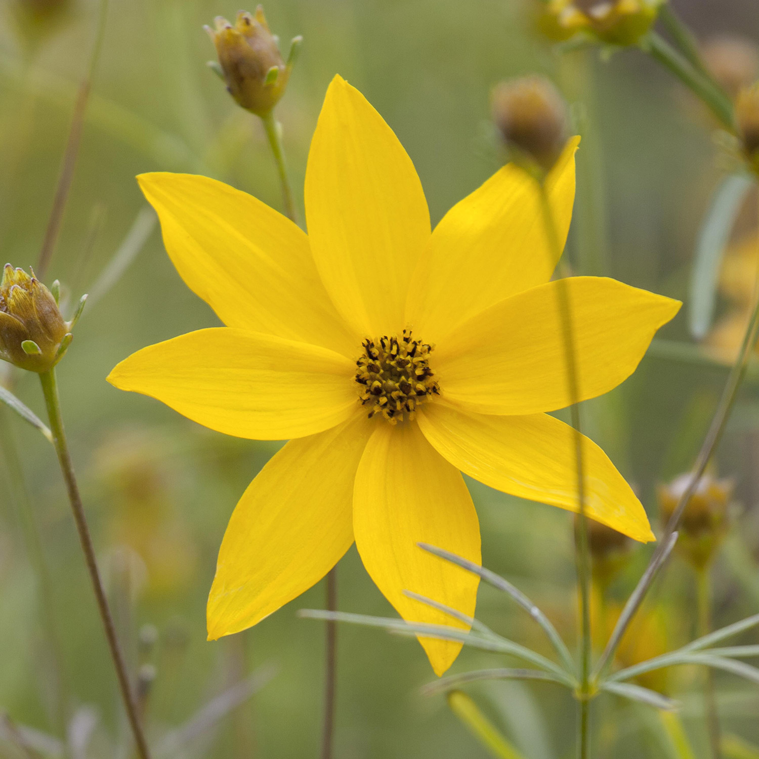 Kategorie <b>Stauden </b> - Mädchenauge Lieferform: Im 9 cm Topf - Coreopsis verticillata