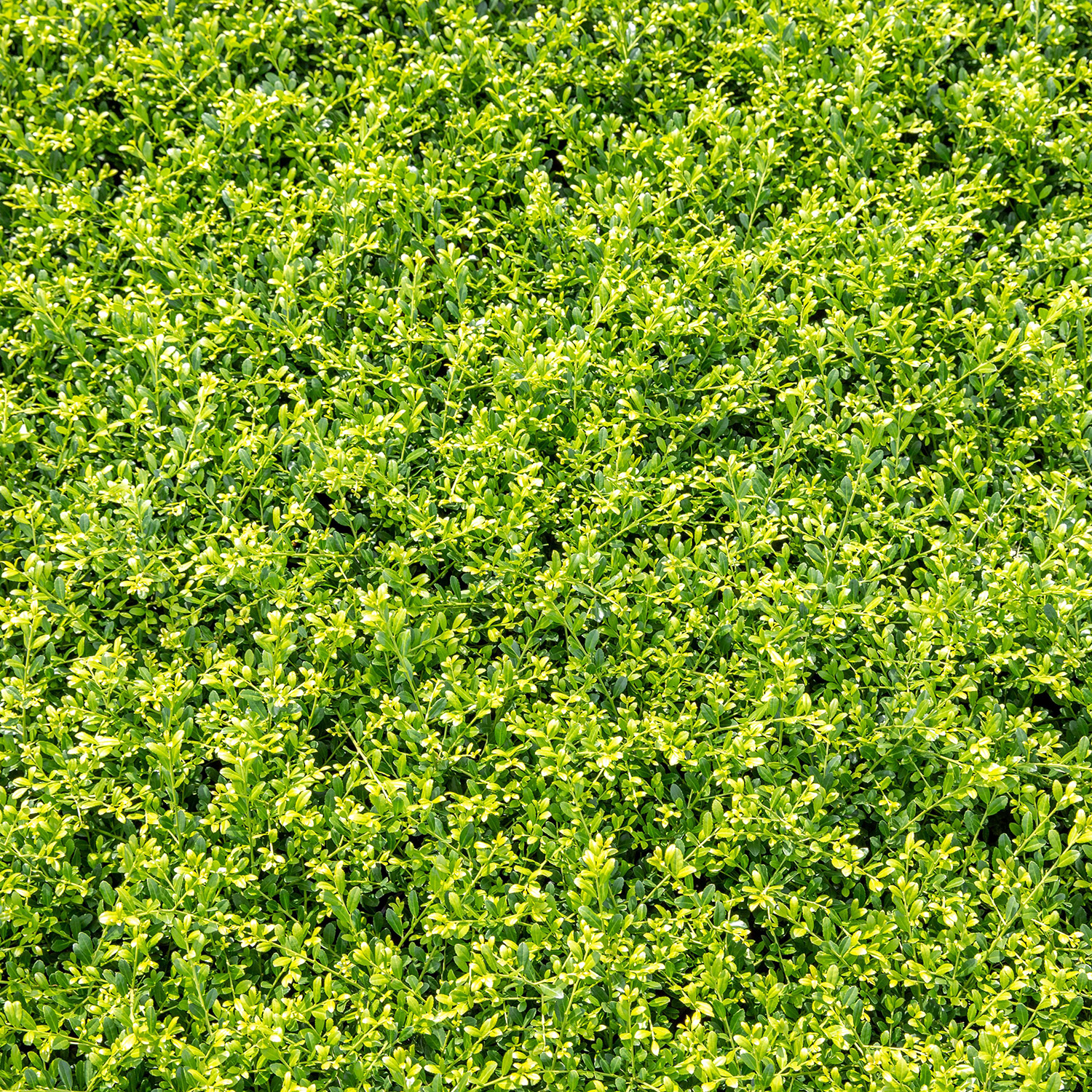 Niedriger Berg-Ilex 'Stokes'