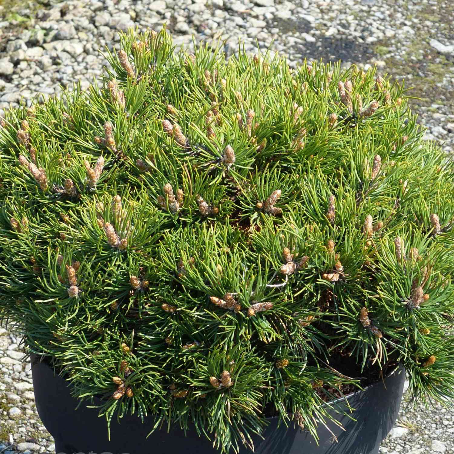 Zwerg-Heckenkiefer 'Grüne Welle' Zwerg-Heckenkiefer 'Grüne Welle'