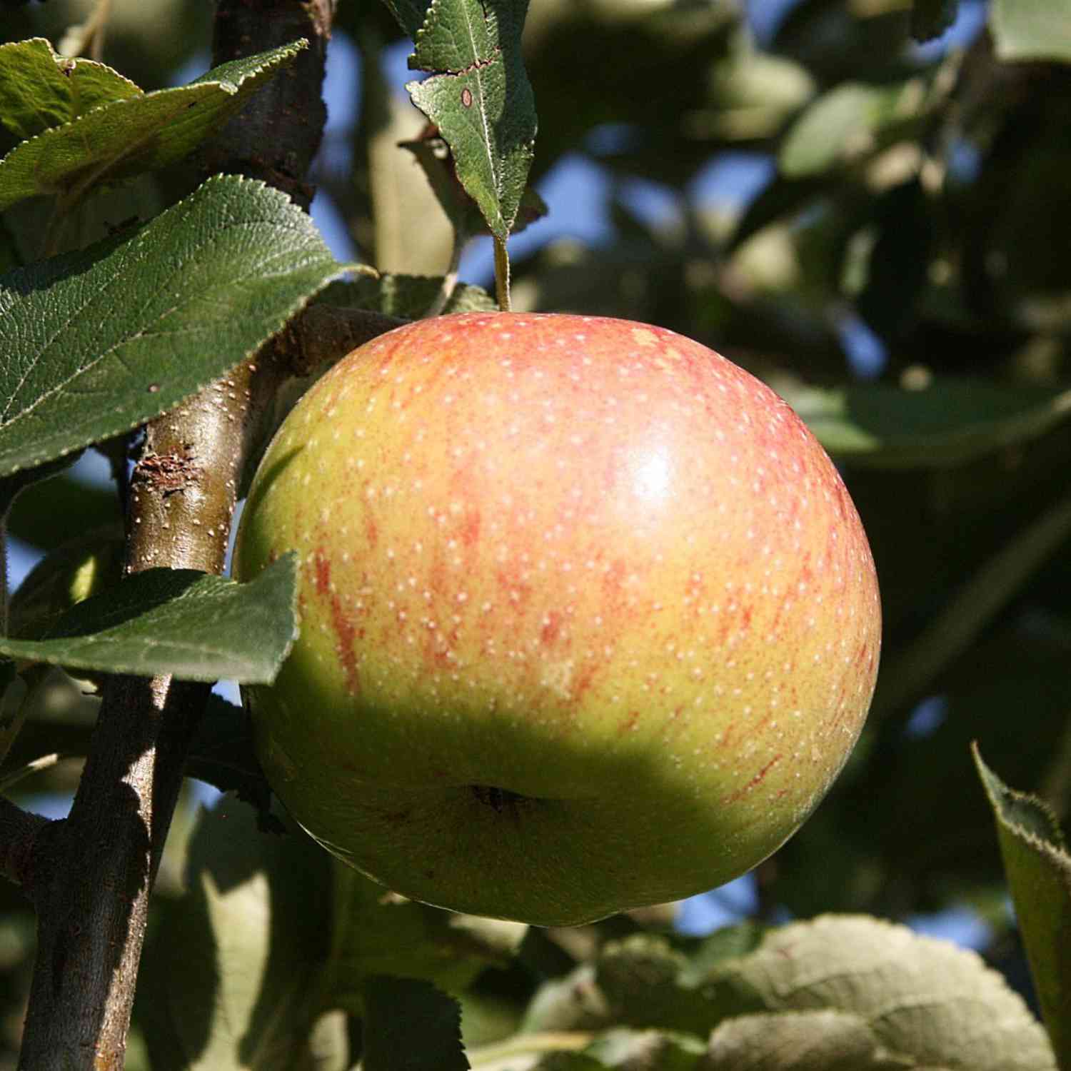 Apfelbusch 'Jonagold' Winterapfel Apfelbusch 'Jonagold' Winterapfel