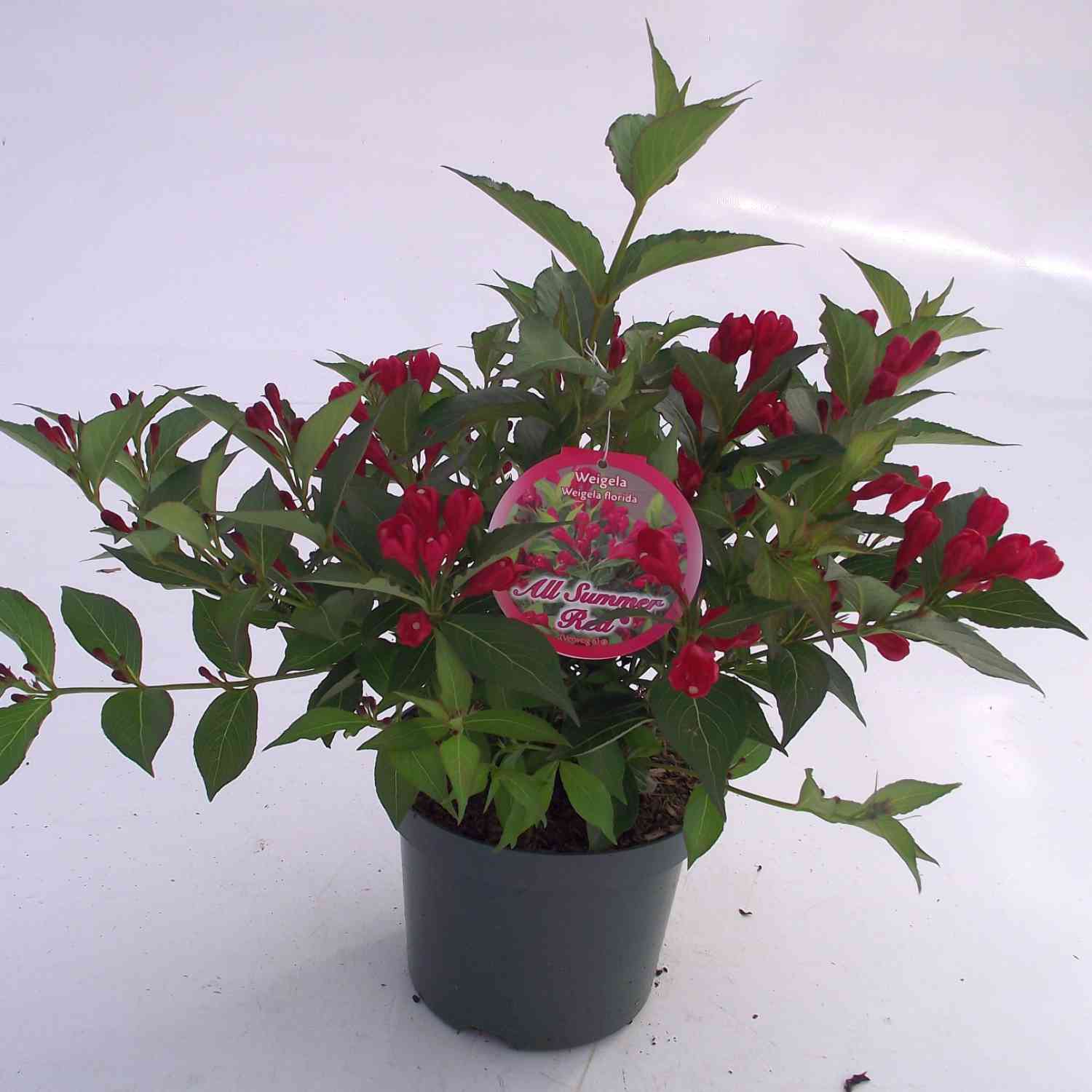 Zwerg-Weigelie 'All Summer Red'