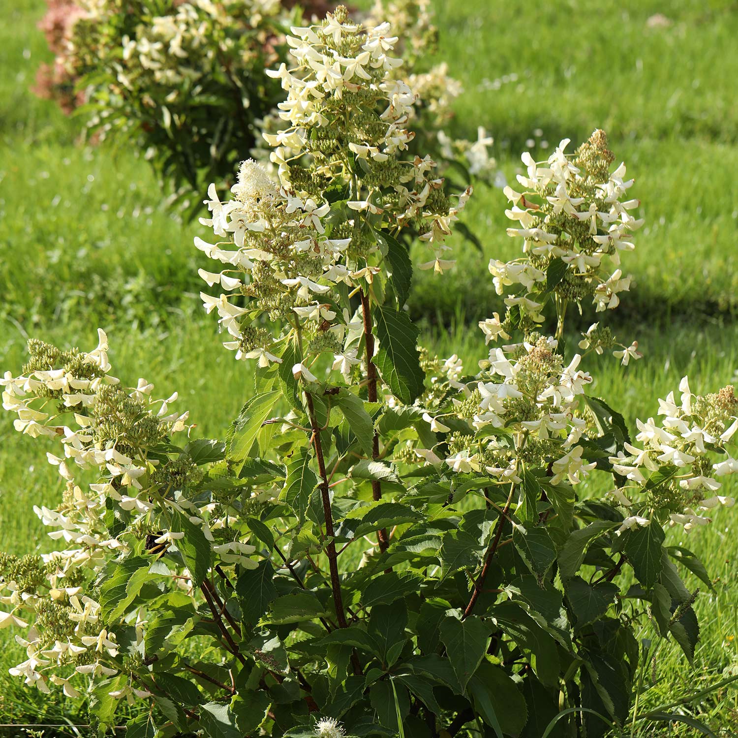 Rispenhortensie 'Levana®', 5 Liter, 40 - 60 cm Liefergröße: 40 - 60 cm