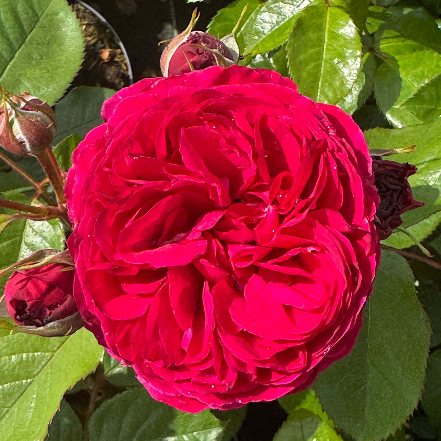 Edelrose 'Ruby Kiss'