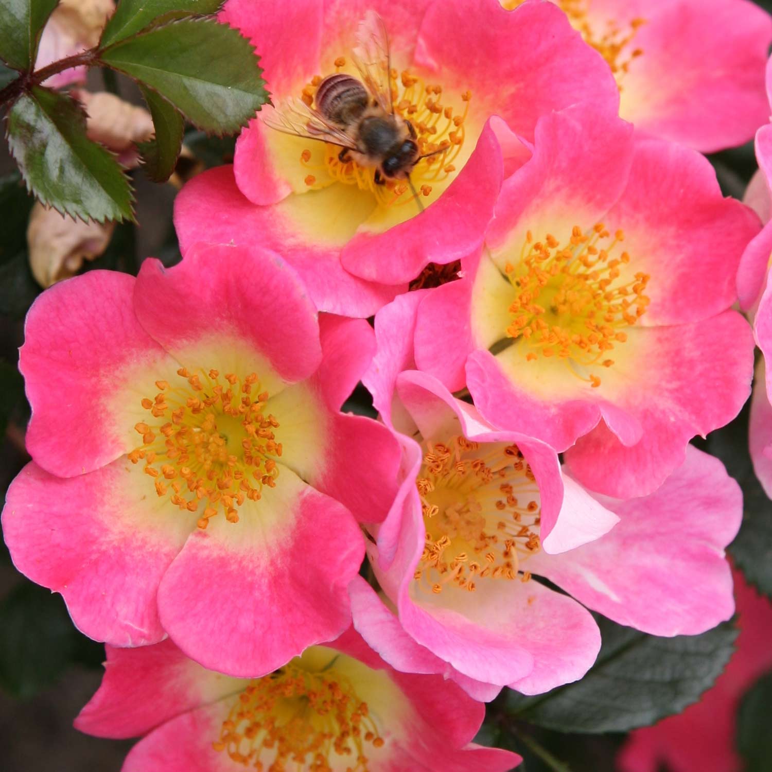 Bodendeckerrose 'Topolina®' - ADR-Rose, Wurzelnackte Pflanze, 3 starke Triebe, A-Qualität Liefergröße: min. 3 starke Triebe