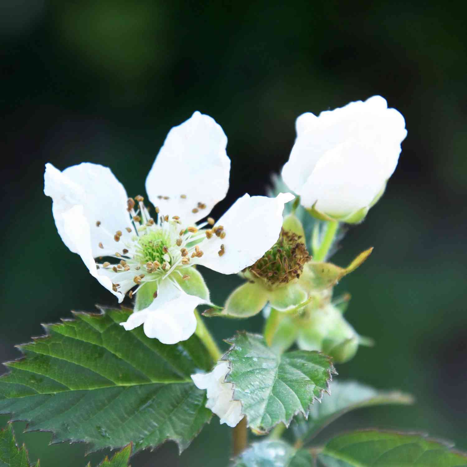 Dornenlose Brombeere 'Navaho® Summerlong®' Liefergröße: 40 - 60 cm
