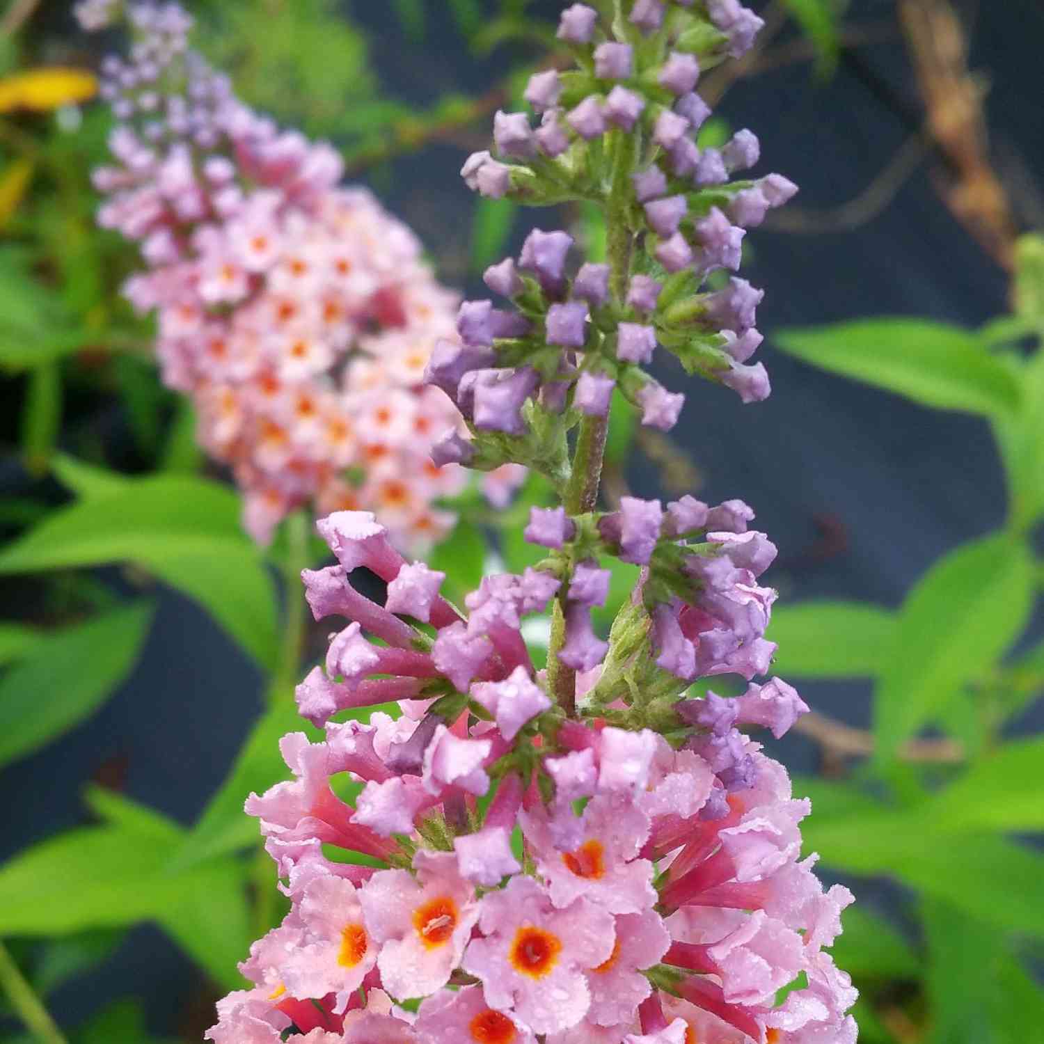 Schmetterlingsflieder 'Flower Power'