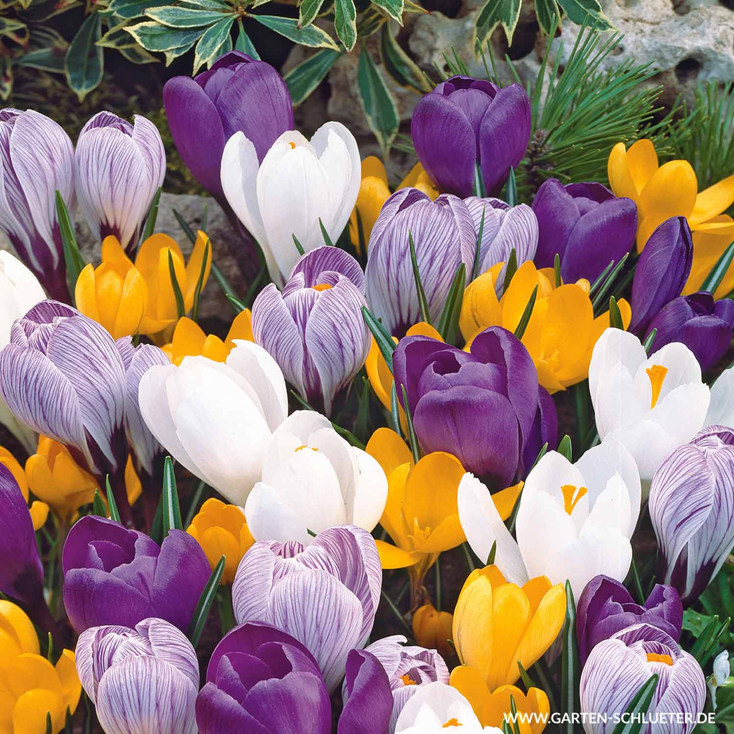 Kategorie <b>Produkt ohne Kategoriezuordnung </b> - Großblumige Krokusse Mischung- 30 Stück Liefergröße: Zwiebelgröße 7/8 - Crocus Mix