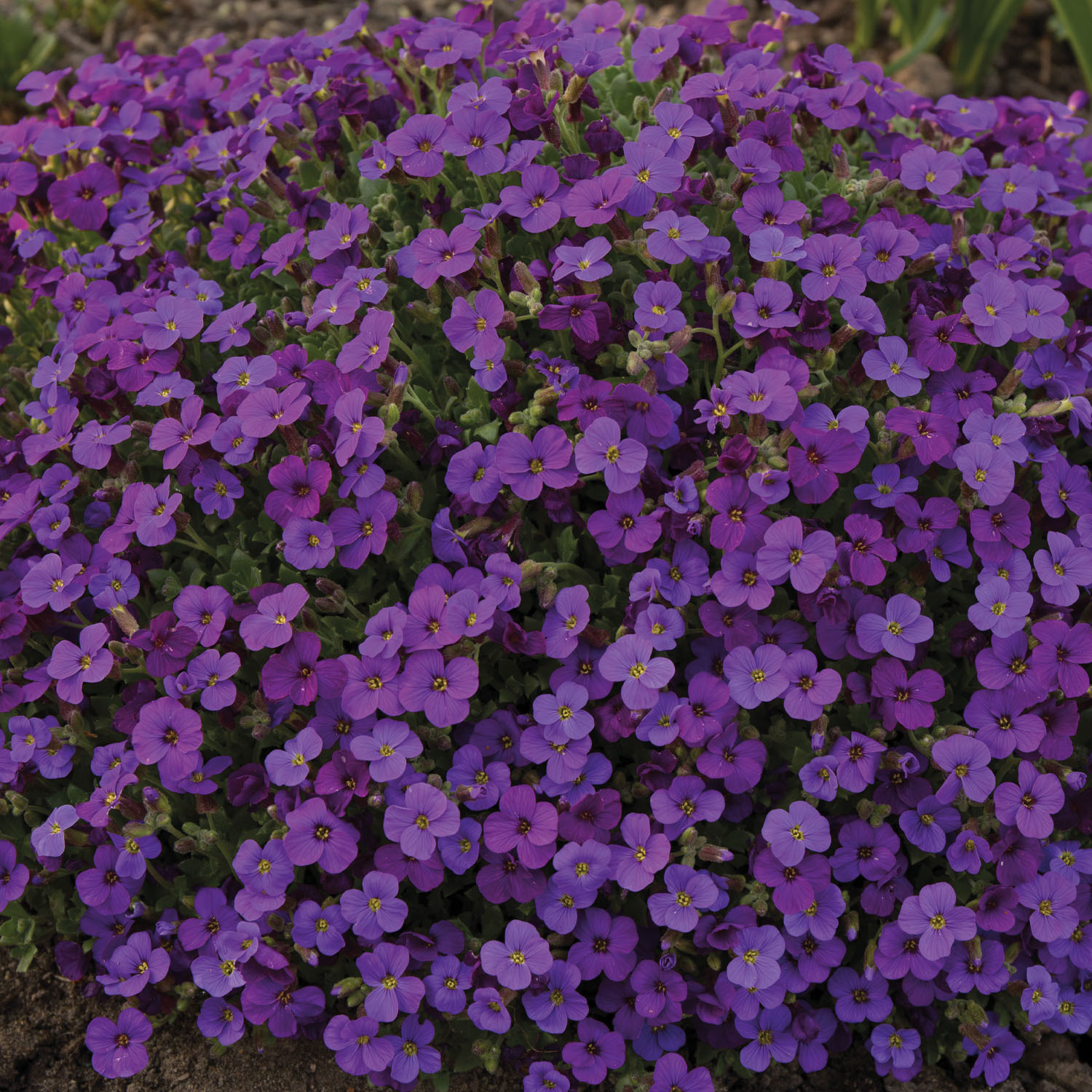 Blaukissen 'Hamburger Stadtpark'