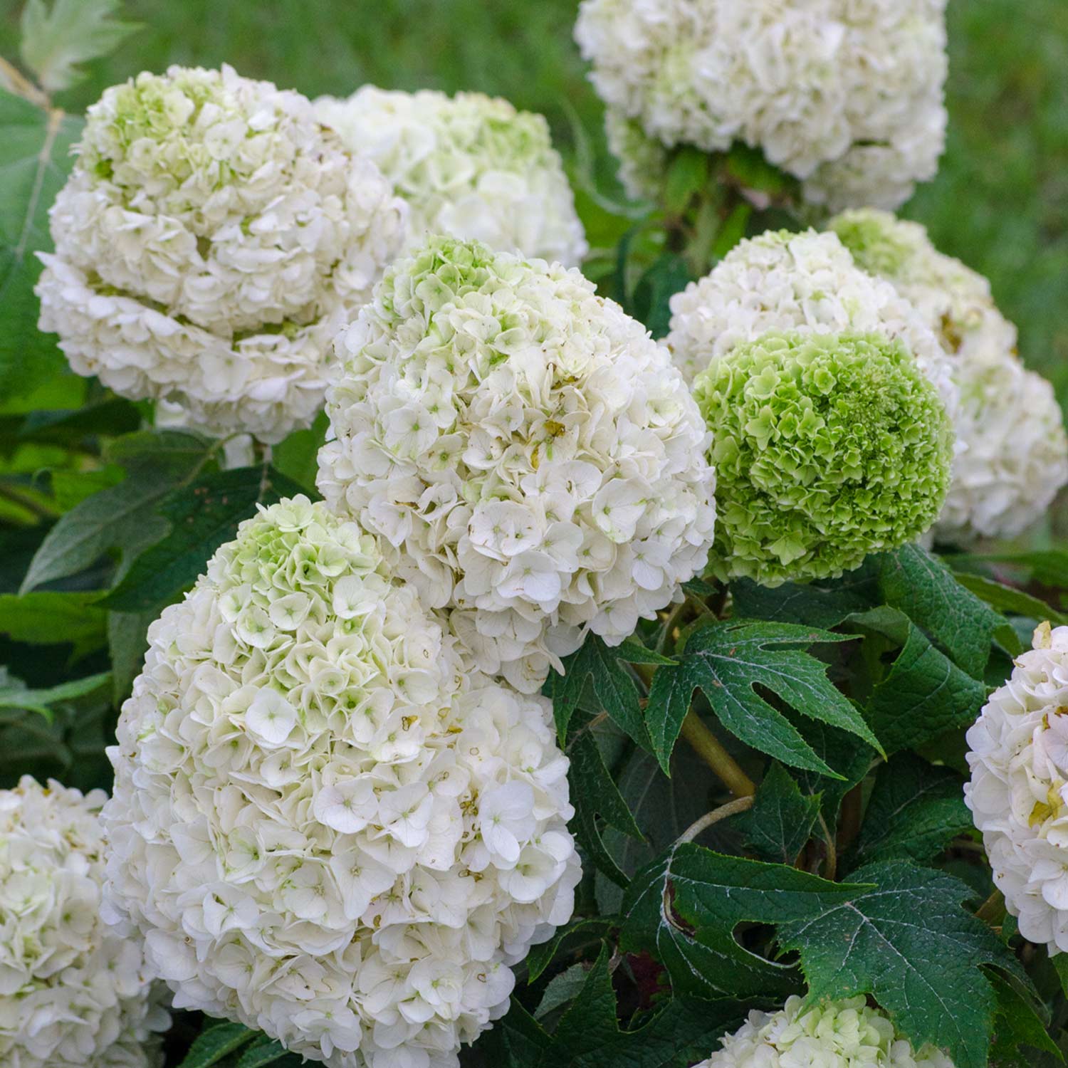 Eichenblättrige Hortensie 'Tara®'