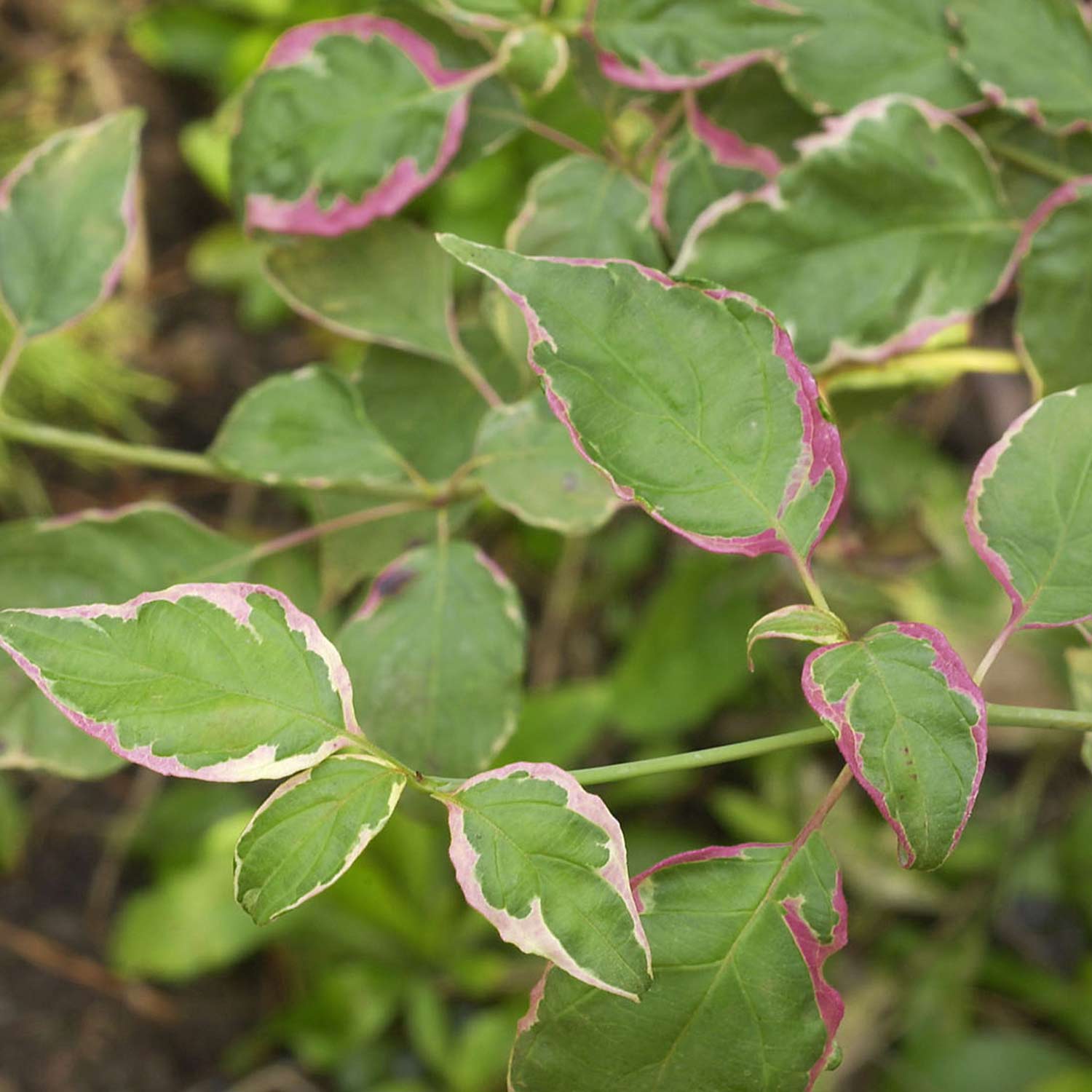 Wechselblättriger Hartriegel 'Pinky Spot®' Liefergröße: 80 - 100 cm