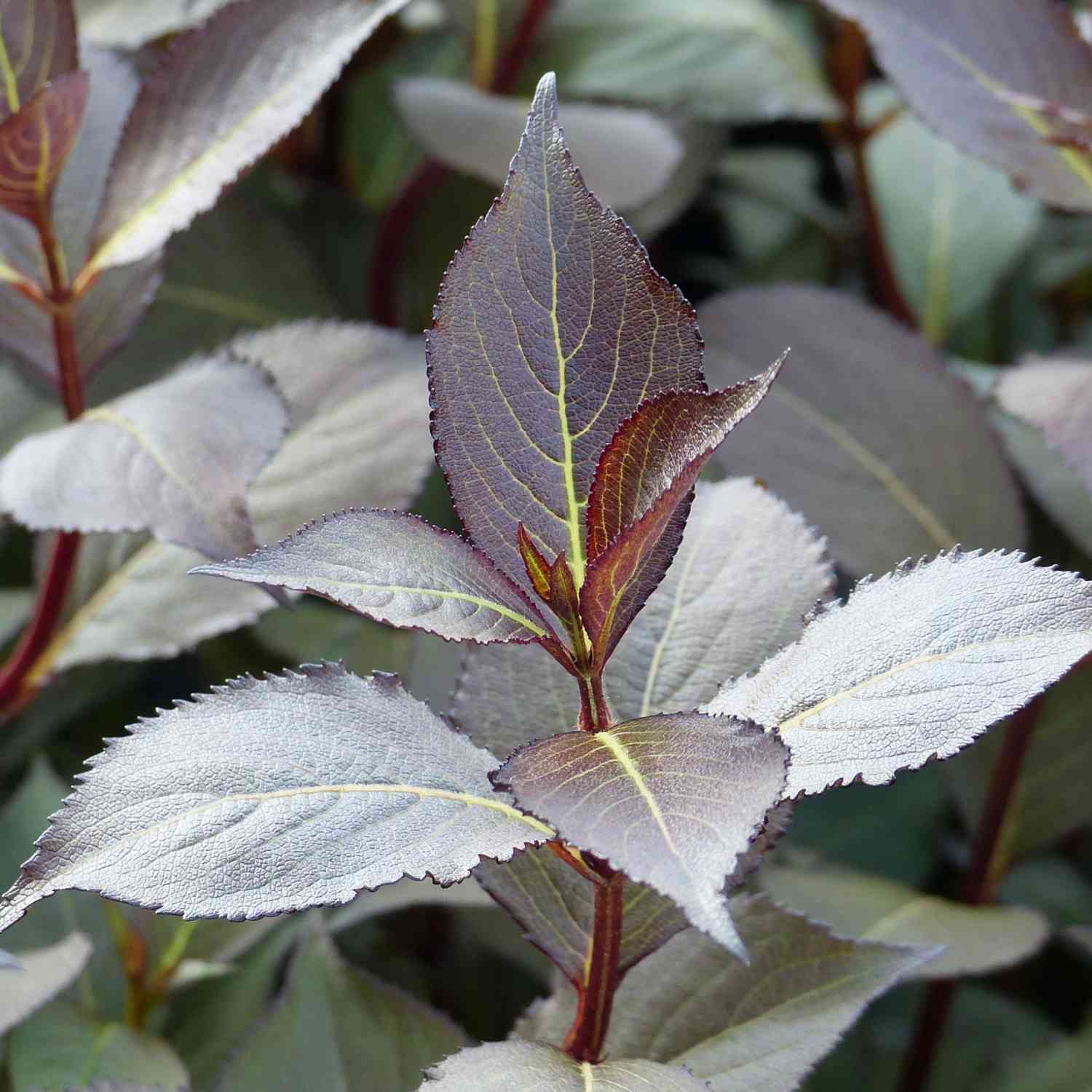 Weigelie 'Victoria'